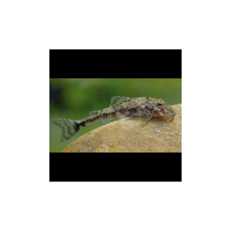 Parotocinclus Jumbo LDA025 3 cm