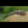 Parotocinclus Jumbo LDA025 3 cm