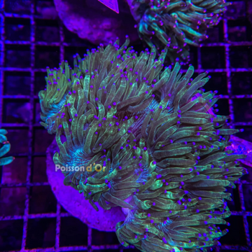 Catalaphyllia jardinei à pointes mauves 10 cm (ouvert) 