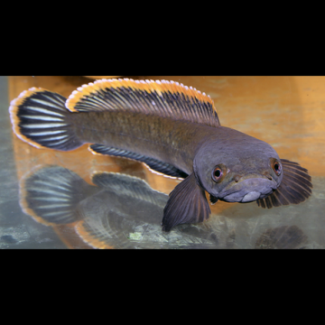 Channa Gachua 10-12 cm  19,50 €