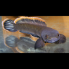 Channa Gachua 10-12 cm  19,50 €