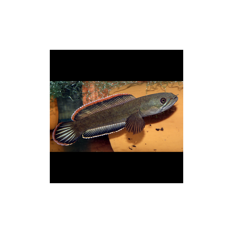 Channa Gachua 10-12 cm  19,50 €
