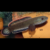 Channa Gachua 10-12 cm  19,50 €