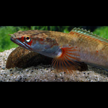 Channa asiatica Red