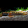 Channa asiatica Red