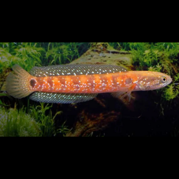 Channa Asiatica Red 18-20 cm 