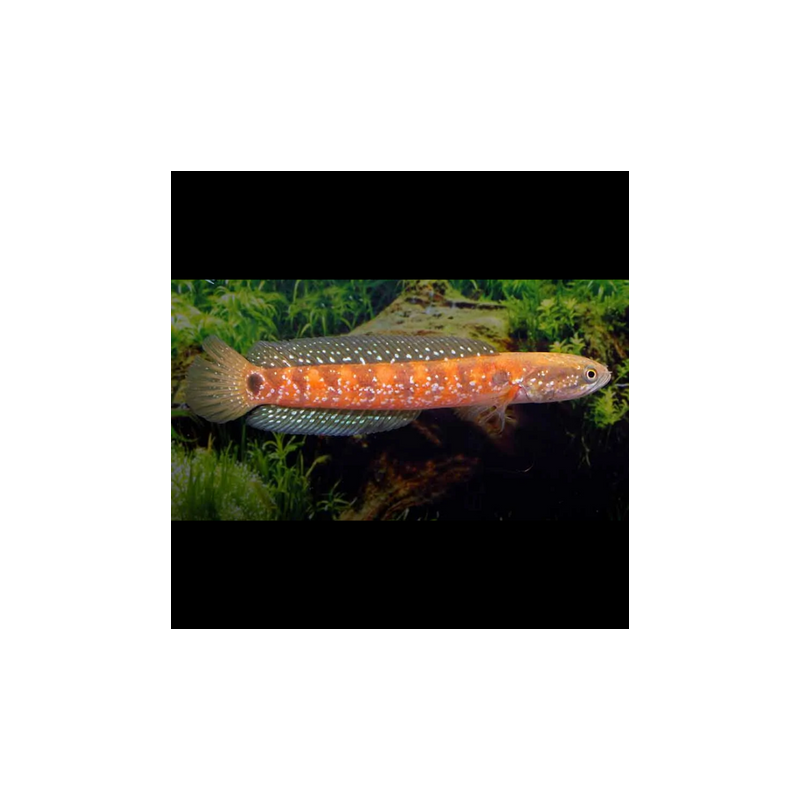 Channa Asiatica Red 18-20 cm 