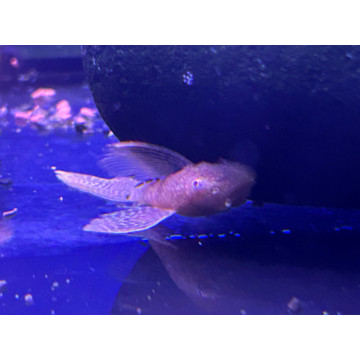 Ancitrus goudkleurig sluier