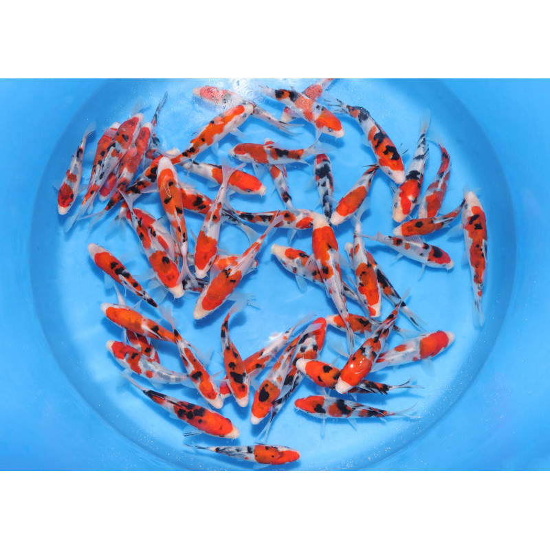 Tosai Sanke 13-15 cm Eleveur Izumiya