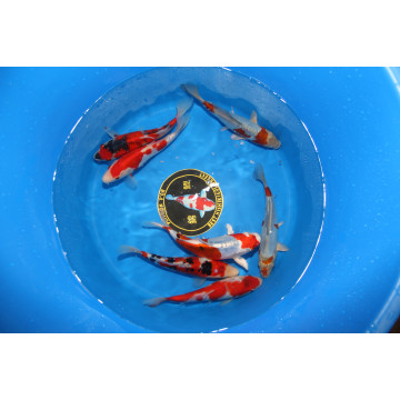 Toisai Doitsu Gosanke, Kikusui, Yamatonichiki, Benikikokuryu, Ginrin Showa, Goshiki, Doitsu Ochiba 18-22 cm Eleveur Kase LOT 2