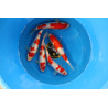 Jumbo Tosai Kohaku, Ginrin Kohaku 25-28 cm  Haute qualité Eleveur Maruyama