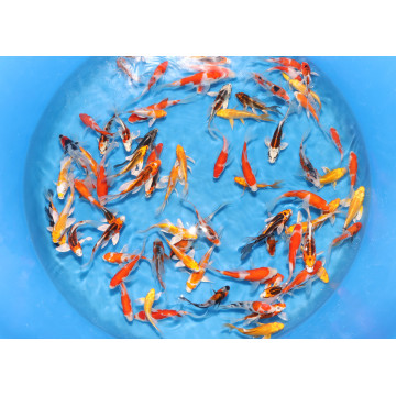 Koï Japon Jumbo Tosaï éleveur Sakai - Ginrin Showa - taille 13-15cm 