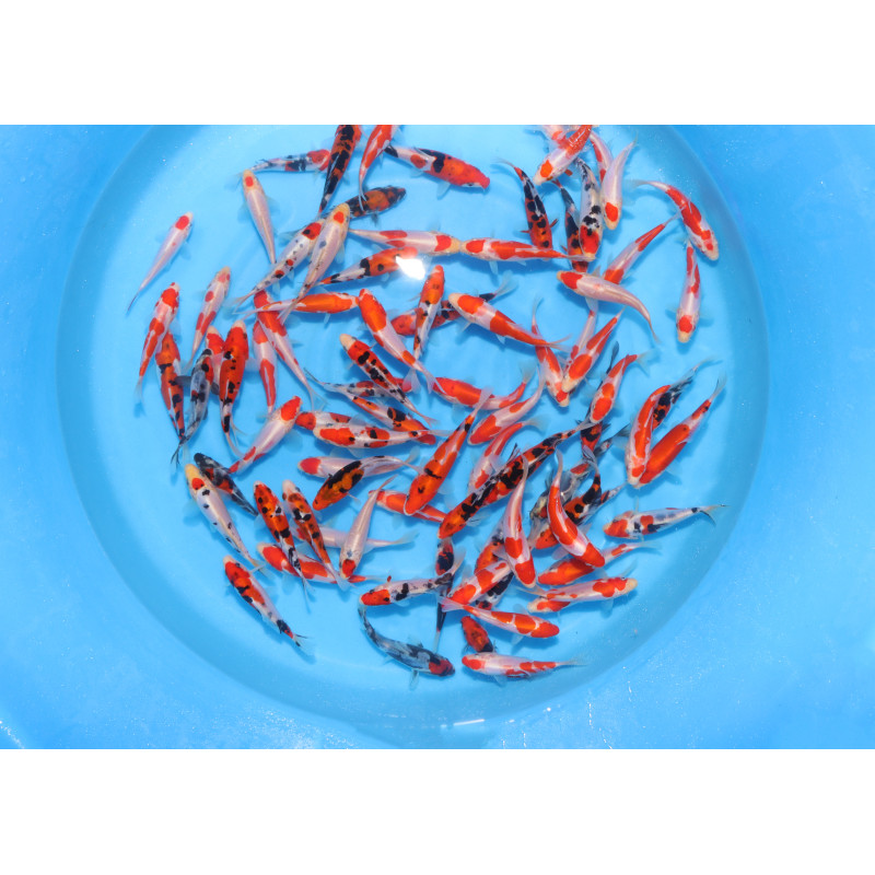 Toisai doitsu Sanke - Kohaku 10-12 cm Eleveur Maruhide