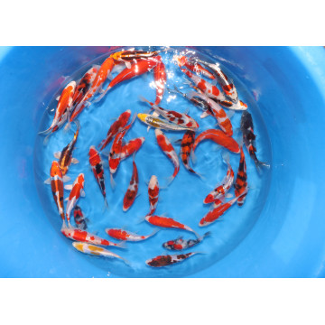 Tosai Mix gosanke,koromo,kikusui,yamato 14-16 cm Eleveur Sakasume