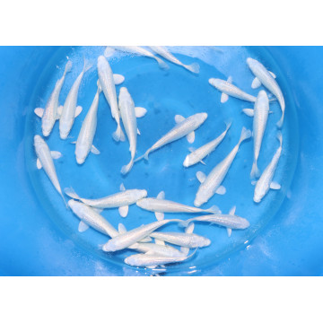 Tosai Purachina -platina 14-16 cm HQ Eleveur Sakasume LOT DE 2