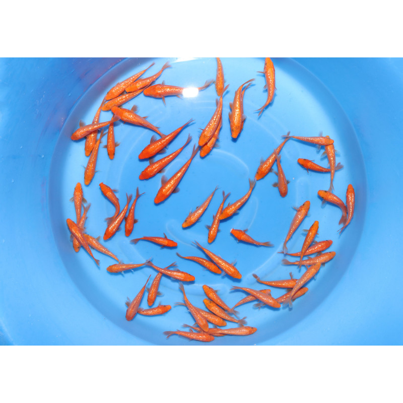 Tosai Ginrin Benigoi 13-15 cm Eleveur Hirasawa LOT DE 5