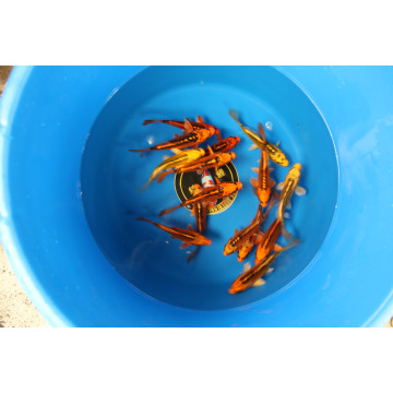 Koi Japon Mizuho 14-16 cm Eleveur Hirasawa