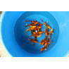 Koi Japon Mizuho 14-16 cm Eleveur Hirasawa LOT DE 2