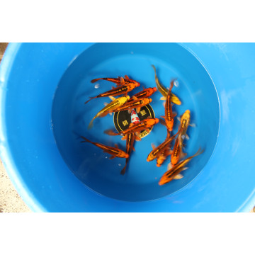 Koi Japon Mizuho 14-16 cm Eleveur Hirasawa LOT DE 5
