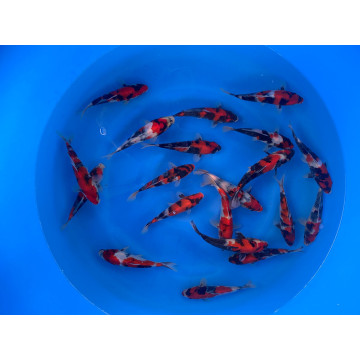 Tosai Showa HQ selected 16-18 cm Eleveur Isa