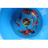 High Quality Selected Tosai Tateshita Doitsu Gosanke 15-18 cm  Eleveur Shinoda