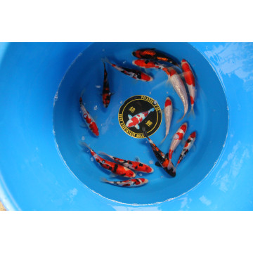 Koï Japon Jumbo Tosaï éleveur Sakai - Ginrin Showa - taille 13-15cm 