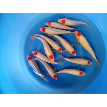Tosai selected tancho 23-25 cm eleveur Nogami