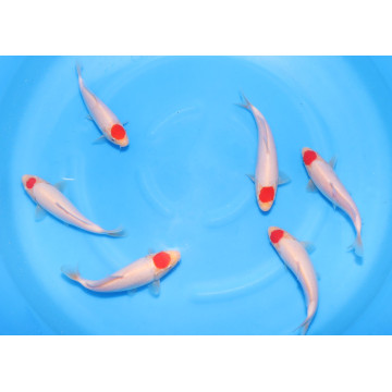 Koï Japon Jumbo Tosaï éleveur Sakai - Ginrin Showa - taille 13-15cm 