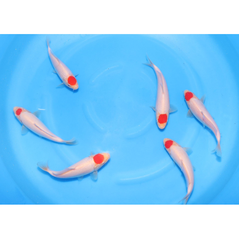 Koï Japon Jumbo Tosaï éleveur Sakai - Ginrin Showa - taille 13-15cm 
