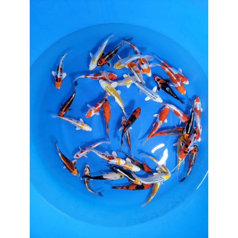 HQ Selected mix Tosai tateshita 17-20 cm Eleveur Aoki 129,50 €