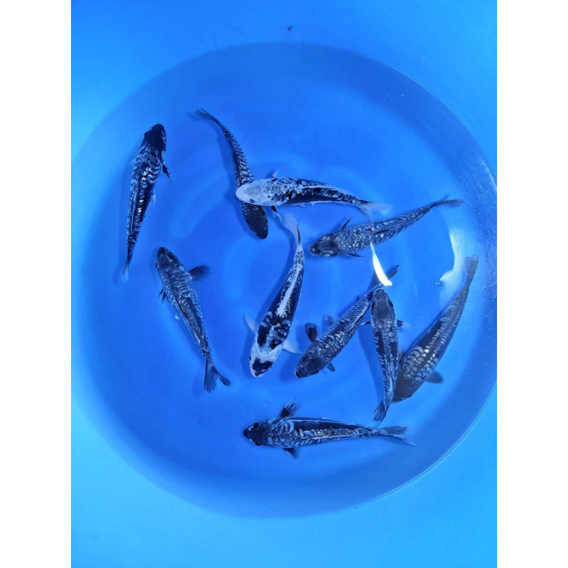 Tosai Aragoke mix 22-25 cm Eleveur Ikarashi M