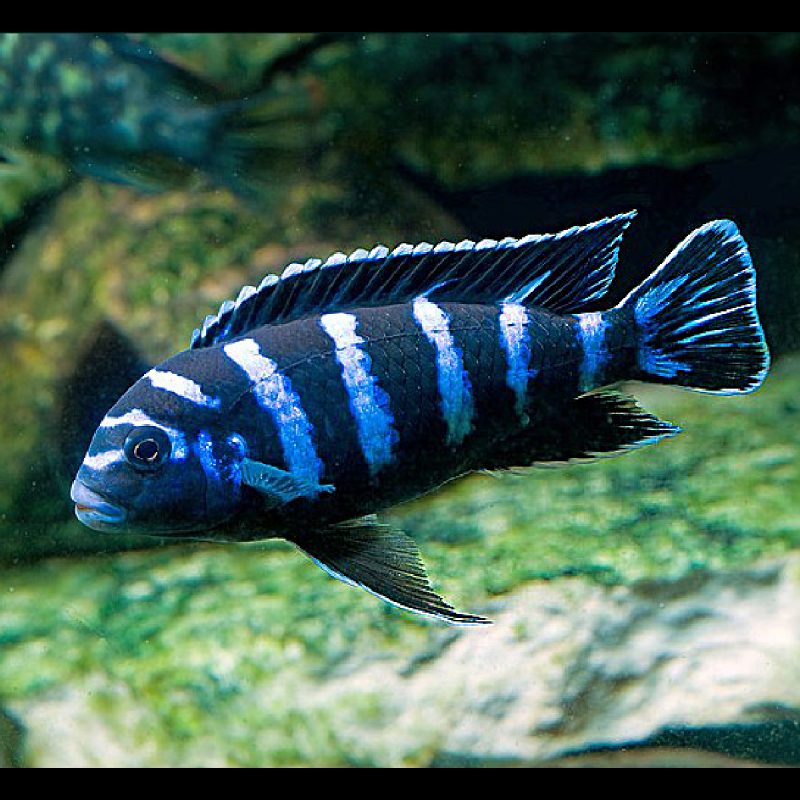 Chindongo Demasoni 4-5 cm