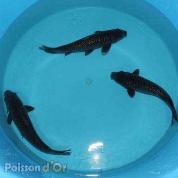 Koï Ragoi +-35cm (Nisai) 