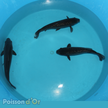 Koï Ragoi +-35cm (Nisai) 