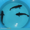 Koï Ragoi +-35cm (Nisai) 