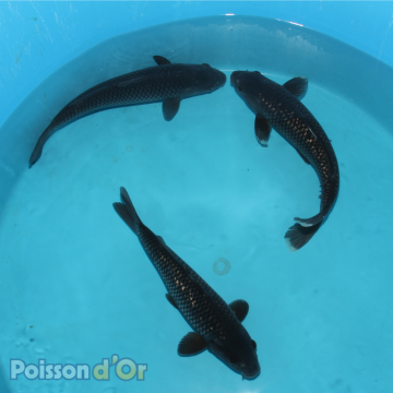 Koï Ragoi +-35cm (Nisai) 