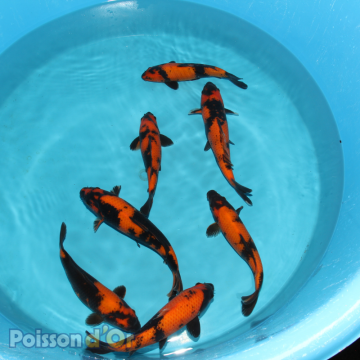Koï Hi Utsuri +-25cm (Small Nisai) 