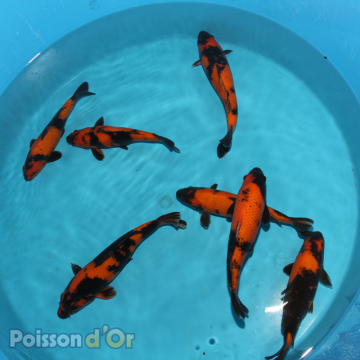 Koï Purachina Chogoro +-35cm (Nisai)