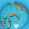 Koï Purachina Chogoro +-35cm (Nisai)