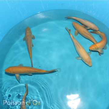 Koï Karashigoi+-25cm (Small Nisai) 