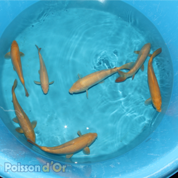 Koï Karashigoi+-25cm (Small Nisai) 