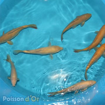 Koï Karashigoi+-25cm (Small Nisai) 