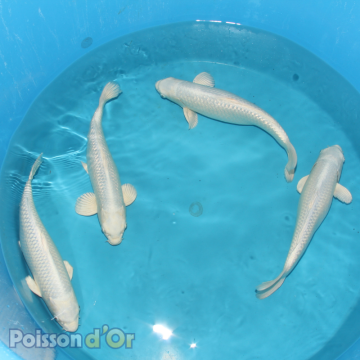 Koï Purachina Chogoro +-35cm (Nisai)
