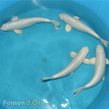 Koï Purachina Chogoro +-35cm (Nisai)