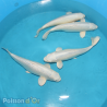 Koï Purachina Chogoro +-35cm (Nisai)