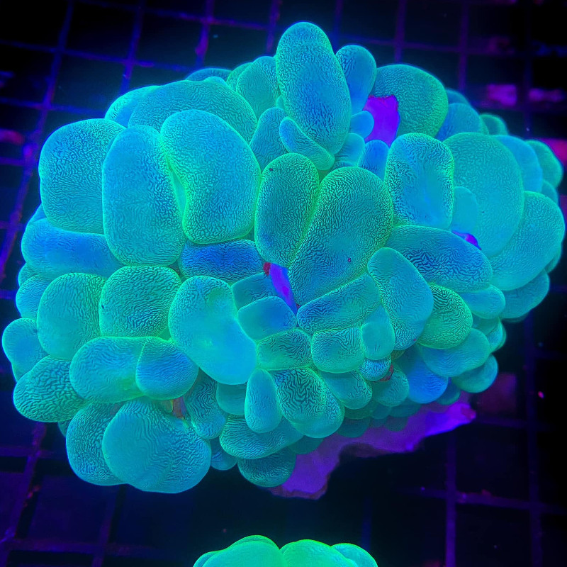 Plerogyra sinuosa vert 6-8 cm