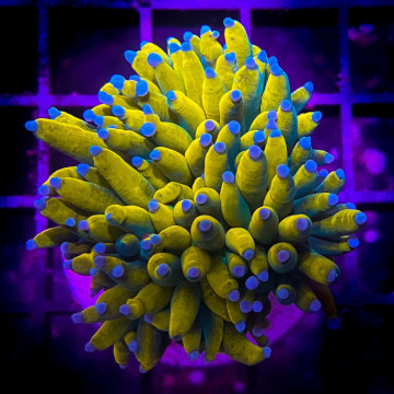Bouture Euphyllia glabrescens \\"Tiger\\" (1 polype taille 2 cm) 29...