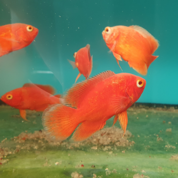 Astronotus Ocellatus-Oscar Tigre Rood 5-6cm