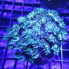 Bouture Tubipora Musica vert metallique Bouture Tubipora Musica vert metallique