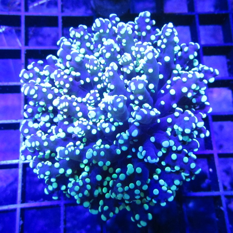 Bouture Euphyllia Yaeyamensis (1 gros polype)